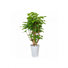 관엽식물-녹보수-55